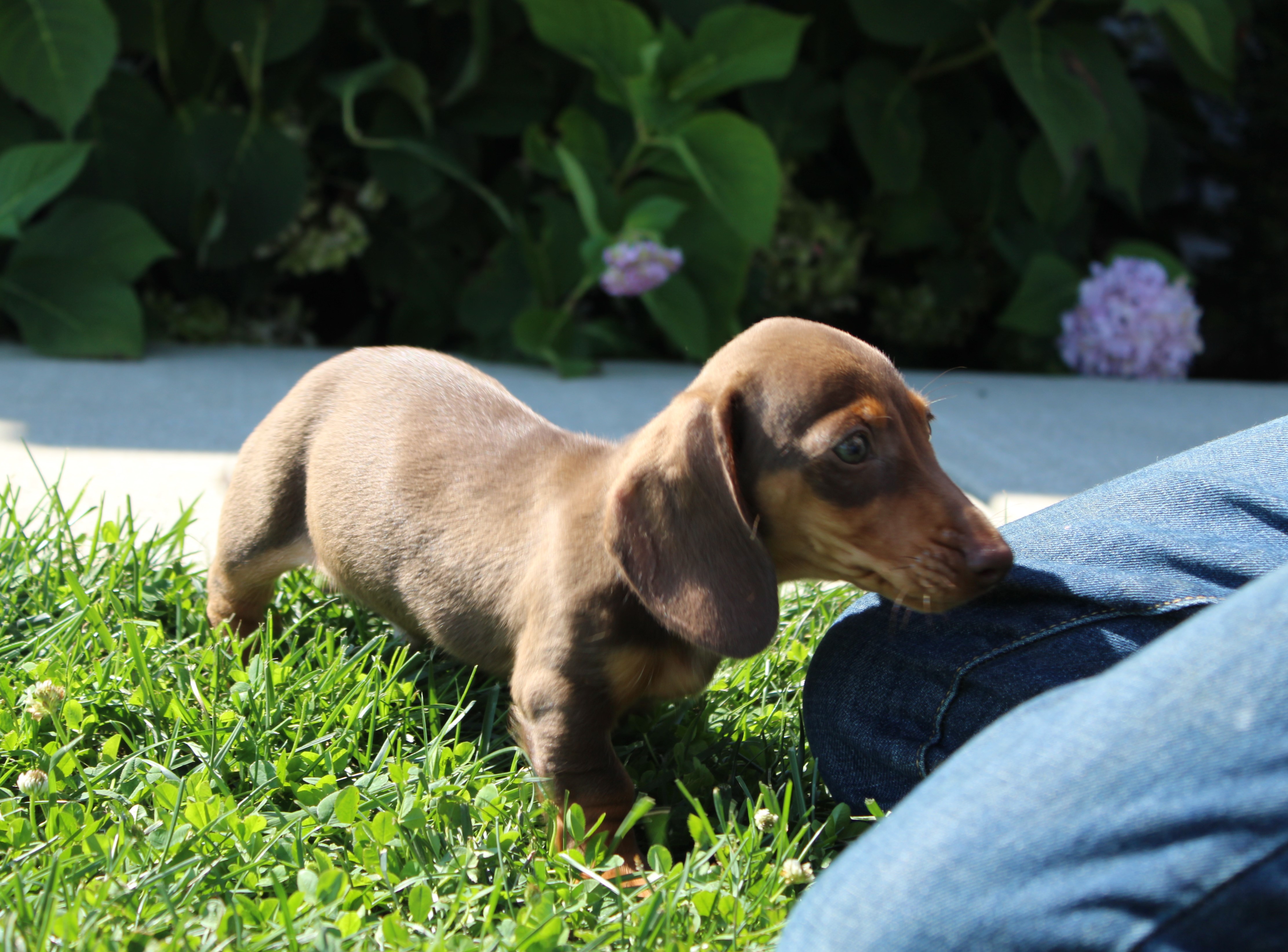 puppy, for, sale, Dachshund,   Little Stream Estates LLC, dog, breeder, Lititz, PA, dog-breeder, puppy-for-sale, forsale, nearby, find, puppyfind, locator, puppylocator, aca