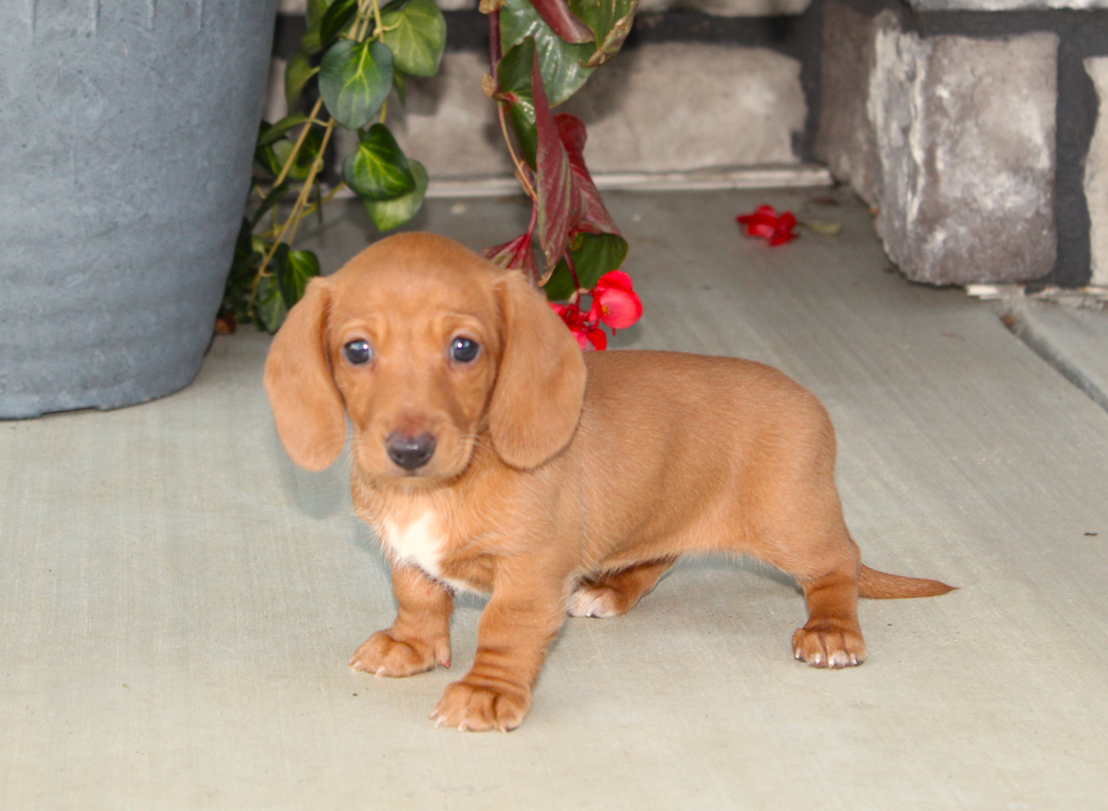 puppy, for, sale, Dachshund,   Little Stream Estates LLC, dog, breeder, Lititz, PA, dog-breeder, puppy-for-sale, forsale, nearby, find, puppyfind, locator, puppylocator, aca