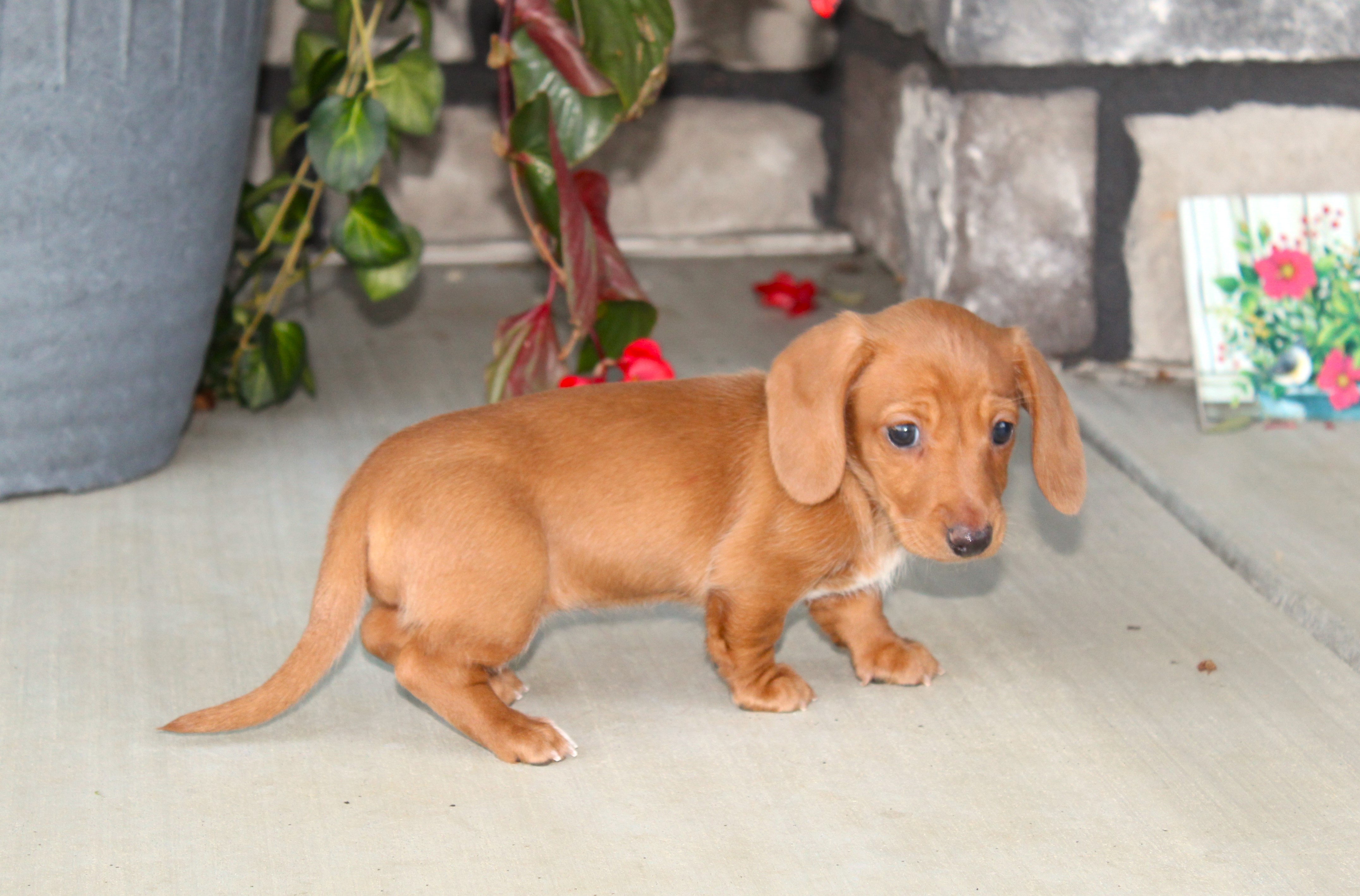 puppy, for, sale, Dachshund,   Little Stream Estates LLC, dog, breeder, Lititz, PA, dog-breeder, puppy-for-sale, forsale, nearby, find, puppyfind, locator, puppylocator, aca