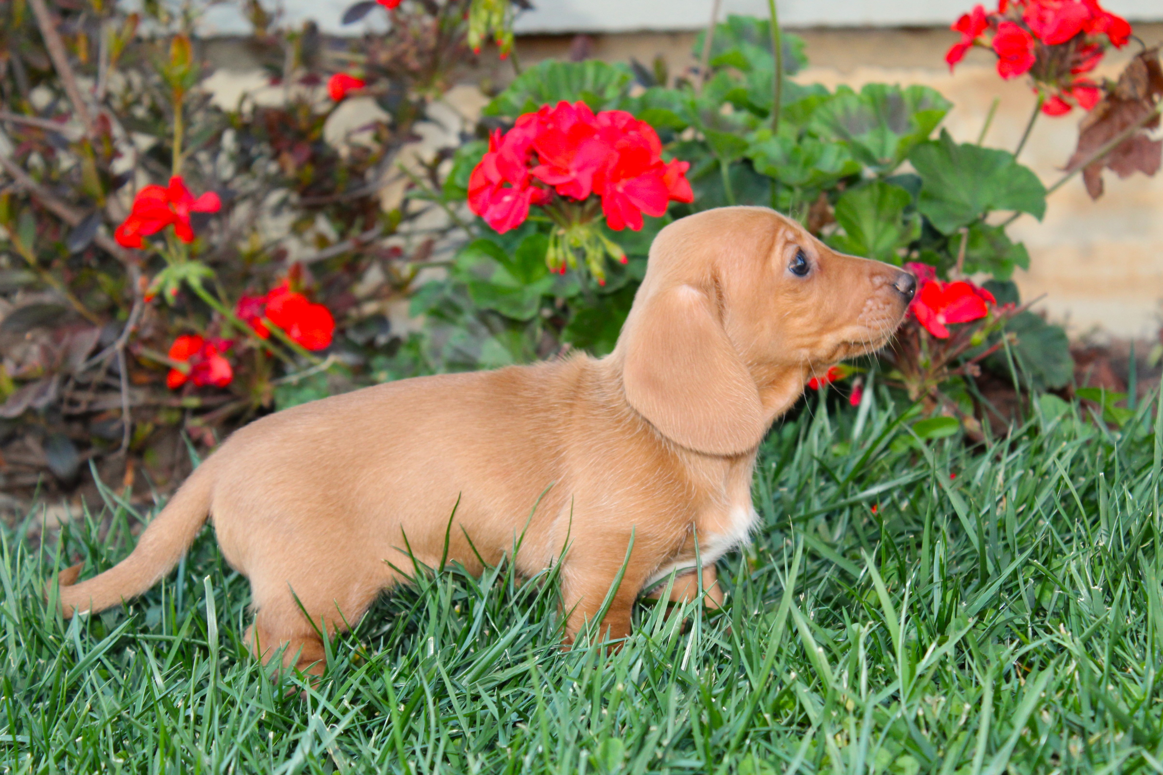 puppy, for, sale, Dachshund,   Little Stream Estates LLC, dog, breeder, Lititz, PA, dog-breeder, puppy-for-sale, forsale, nearby, find, puppyfind, locator, puppylocator, aca