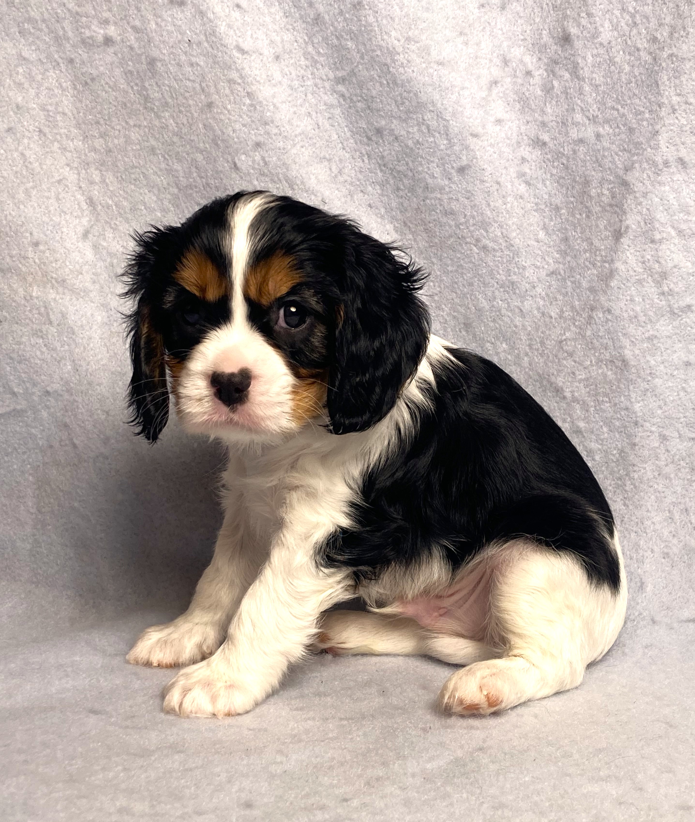 puppy, for, sale, Cavalier King Charles Spaniel,   Little Stream Estates LLC, dog, breeder, Lititz, PA, dog-breeder, puppy-for-sale, forsale, nearby, find, puppyfind, locator, puppylocator, aca