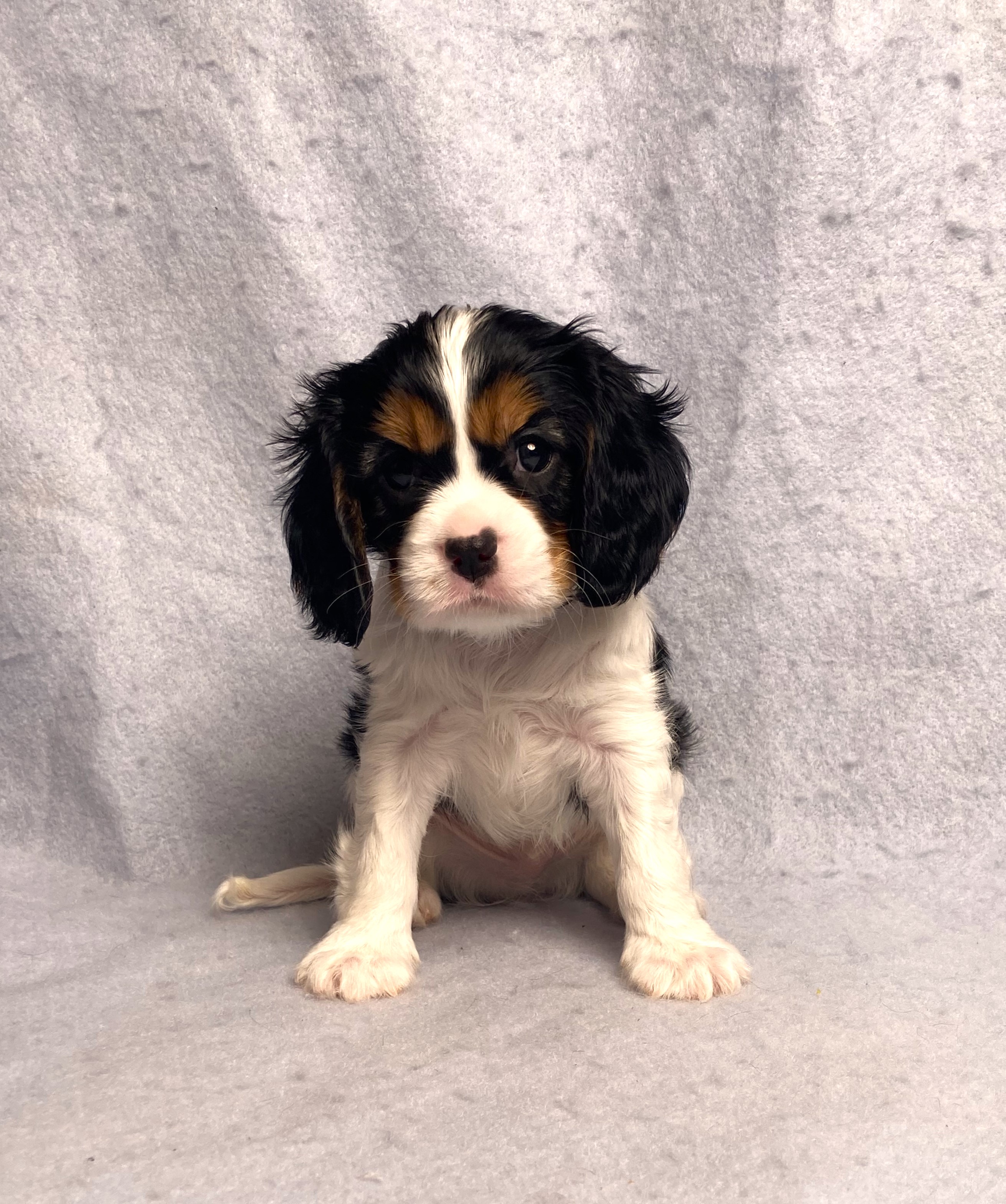 puppy, for, sale, Cavalier King Charles Spaniel,   Little Stream Estates LLC, dog, breeder, Lititz, PA, dog-breeder, puppy-for-sale, forsale, nearby, find, puppyfind, locator, puppylocator, aca
