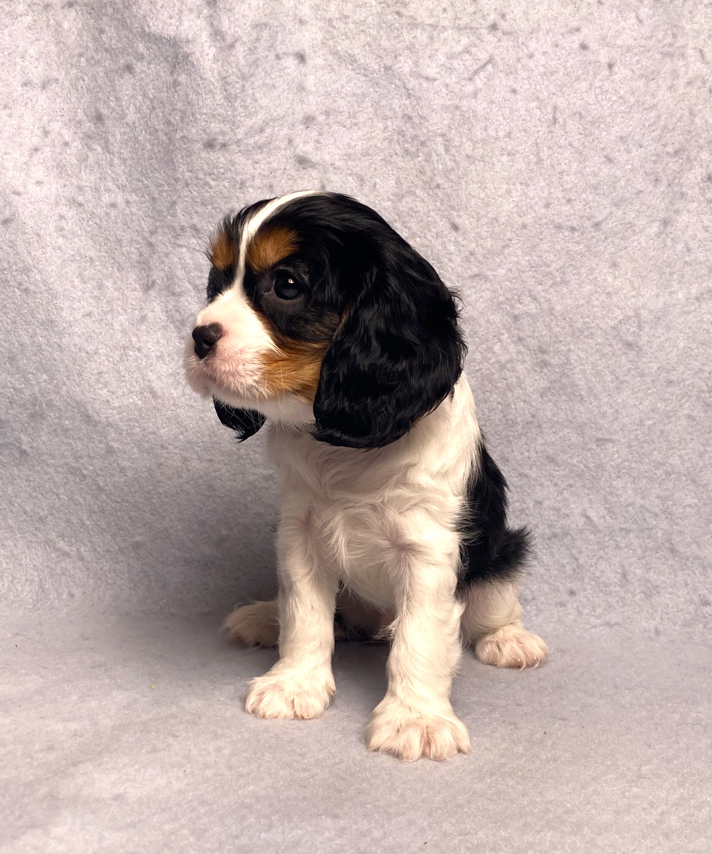 puppy, for, sale, Cavalier King Charles Spaniel,   Little Stream Estates LLC, dog, breeder, Lititz, PA, dog-breeder, puppy-for-sale, forsale, nearby, find, puppyfind, locator, puppylocator, aca
