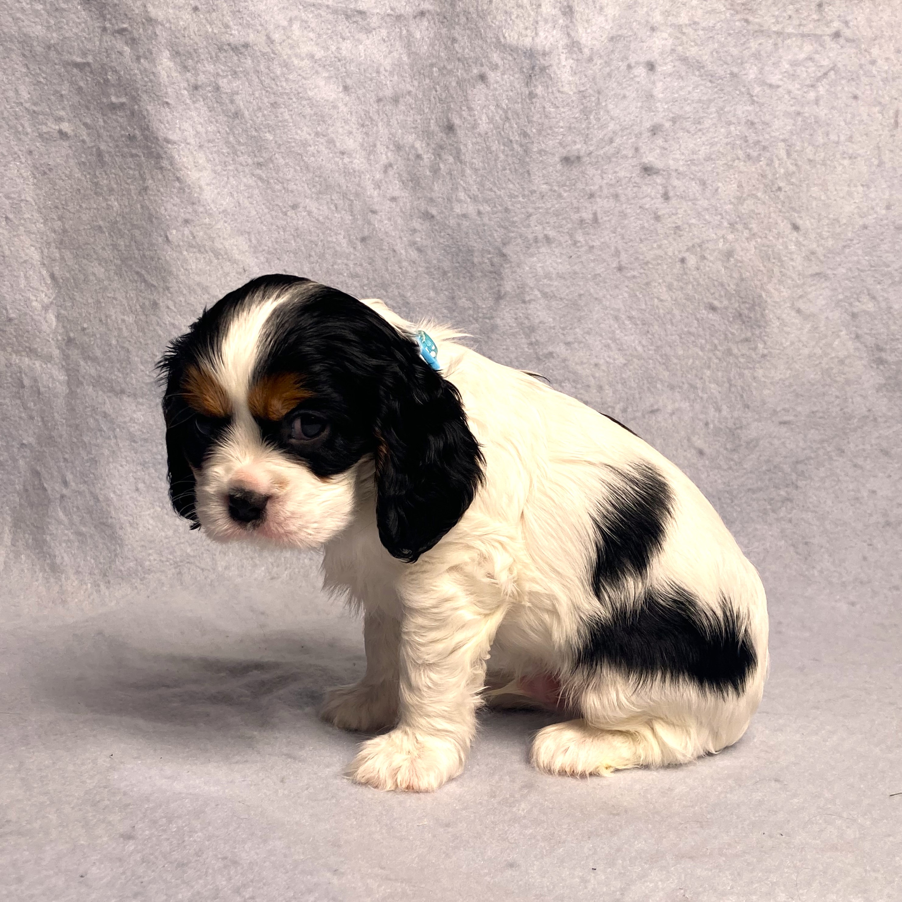 puppy, for, sale, Cavalier King Charles Spaniel,   Little Stream Estates LLC, dog, breeder, Lititz, PA, dog-breeder, puppy-for-sale, forsale, nearby, find, puppyfind, locator, puppylocator, aca