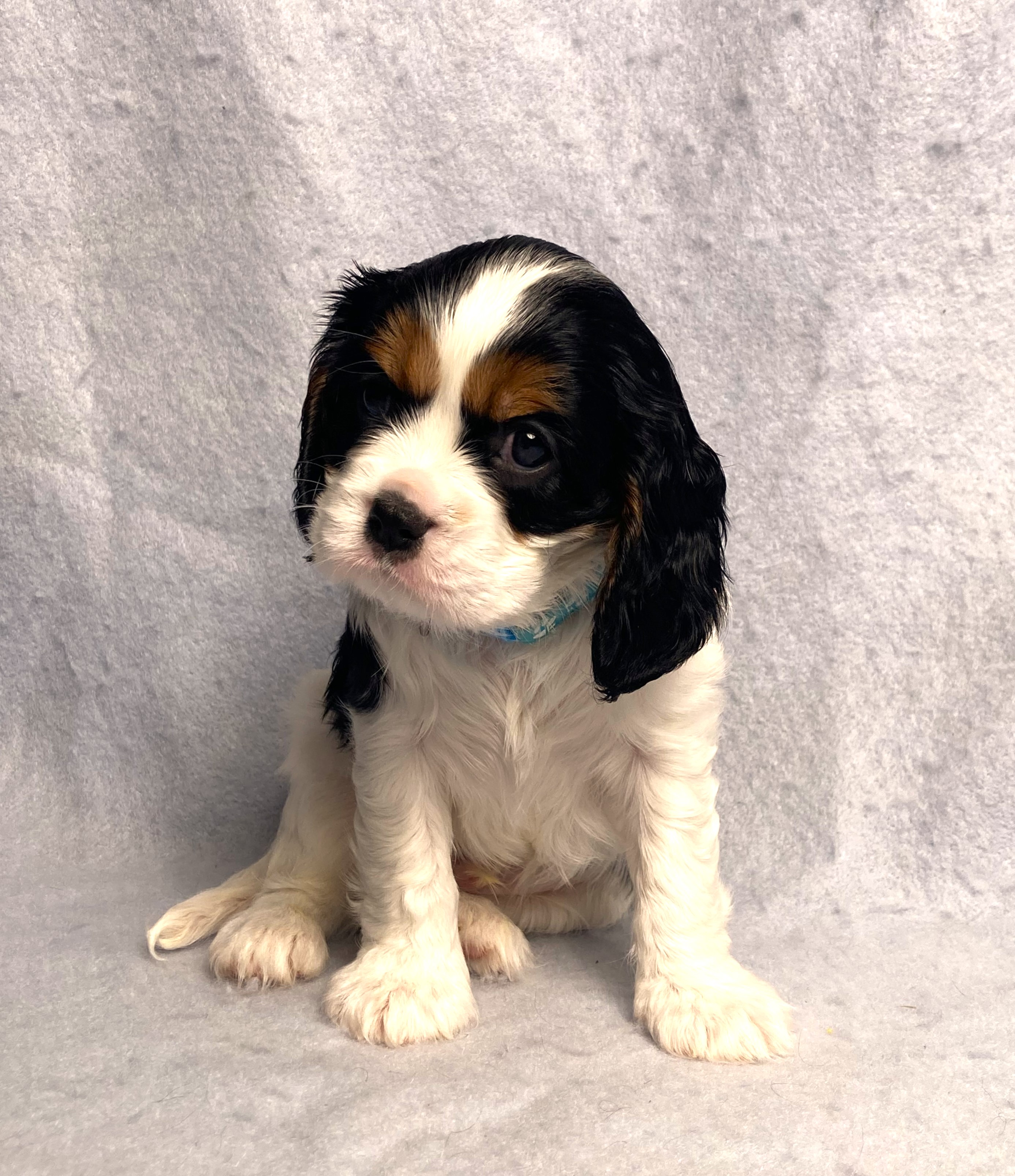 puppy, for, sale, Cavalier King Charles Spaniel,   Little Stream Estates LLC, dog, breeder, Lititz, PA, dog-breeder, puppy-for-sale, forsale, nearby, find, puppyfind, locator, puppylocator, aca