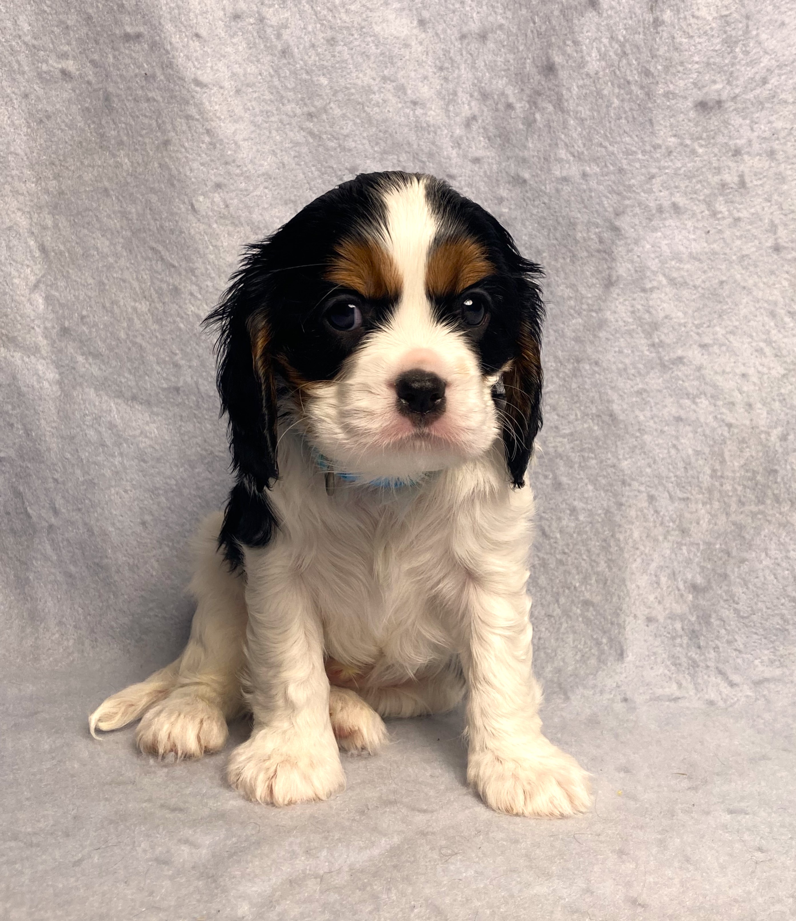 puppy, for, sale, Cavalier King Charles Spaniel,   Little Stream Estates LLC, dog, breeder, Lititz, PA, dog-breeder, puppy-for-sale, forsale, nearby, find, puppyfind, locator, puppylocator, aca