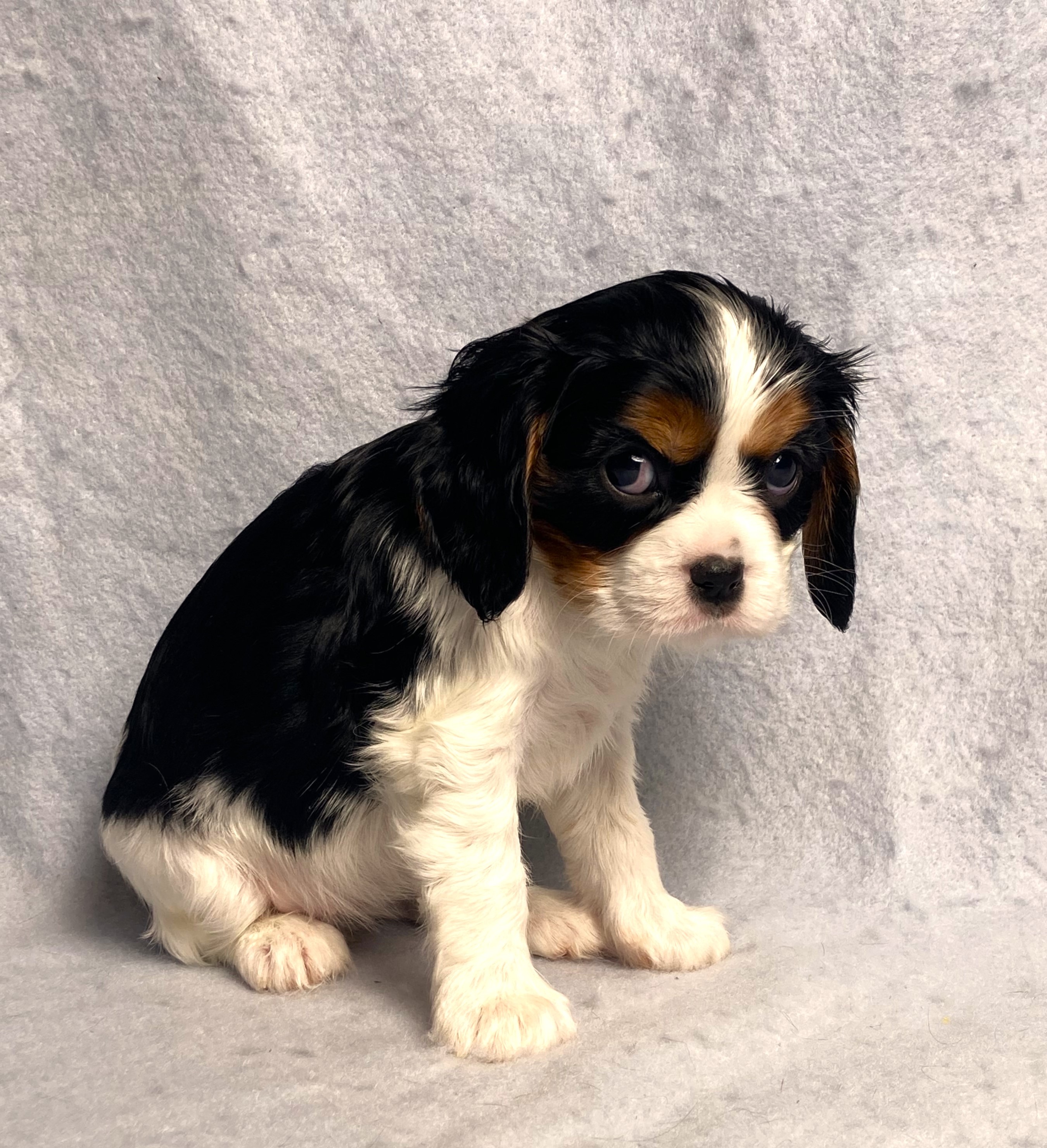 puppy, for, sale, Cavalier King Charles Spaniel,   Little Stream Estates LLC, dog, breeder, Lititz, PA, dog-breeder, puppy-for-sale, forsale, nearby, find, puppyfind, locator, puppylocator, aca
