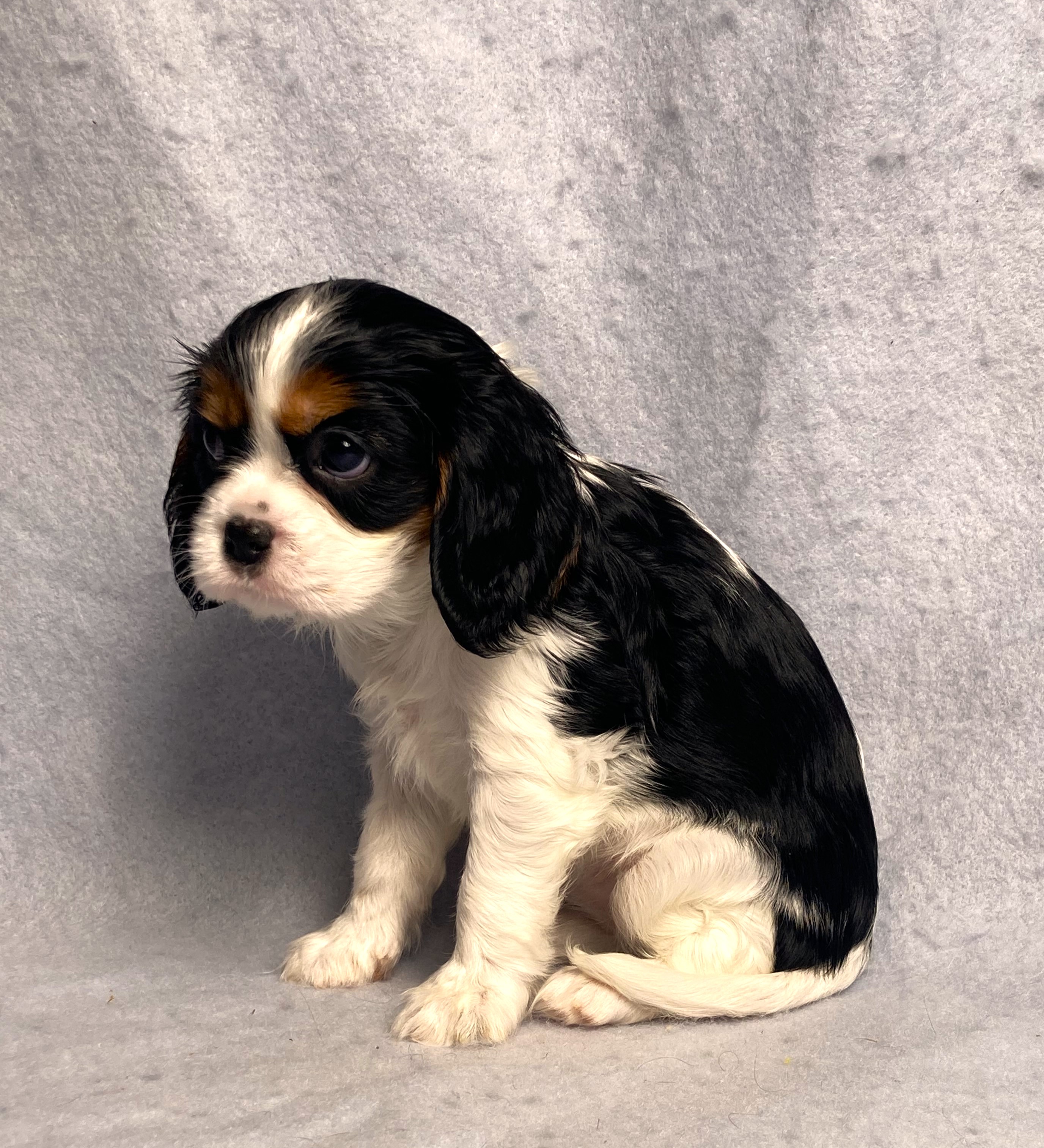puppy, for, sale, Cavalier King Charles Spaniel,   Little Stream Estates LLC, dog, breeder, Lititz, PA, dog-breeder, puppy-for-sale, forsale, nearby, find, puppyfind, locator, puppylocator, aca
