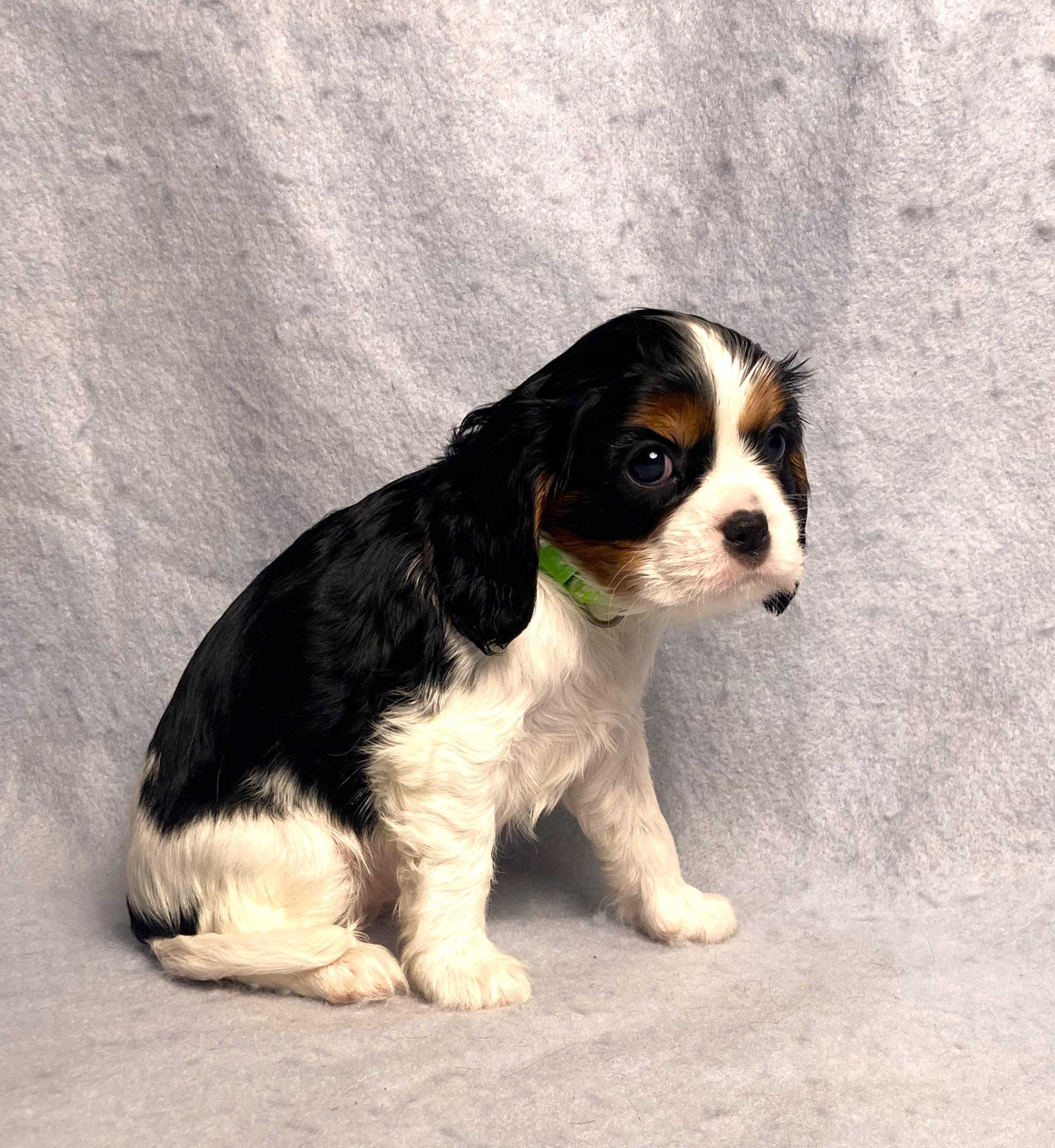 puppy, for, sale, Cavalier King Charles Spaniel,   Little Stream Estates LLC, dog, breeder, Lititz, PA, dog-breeder, puppy-for-sale, forsale, nearby, find, puppyfind, locator, puppylocator, aca