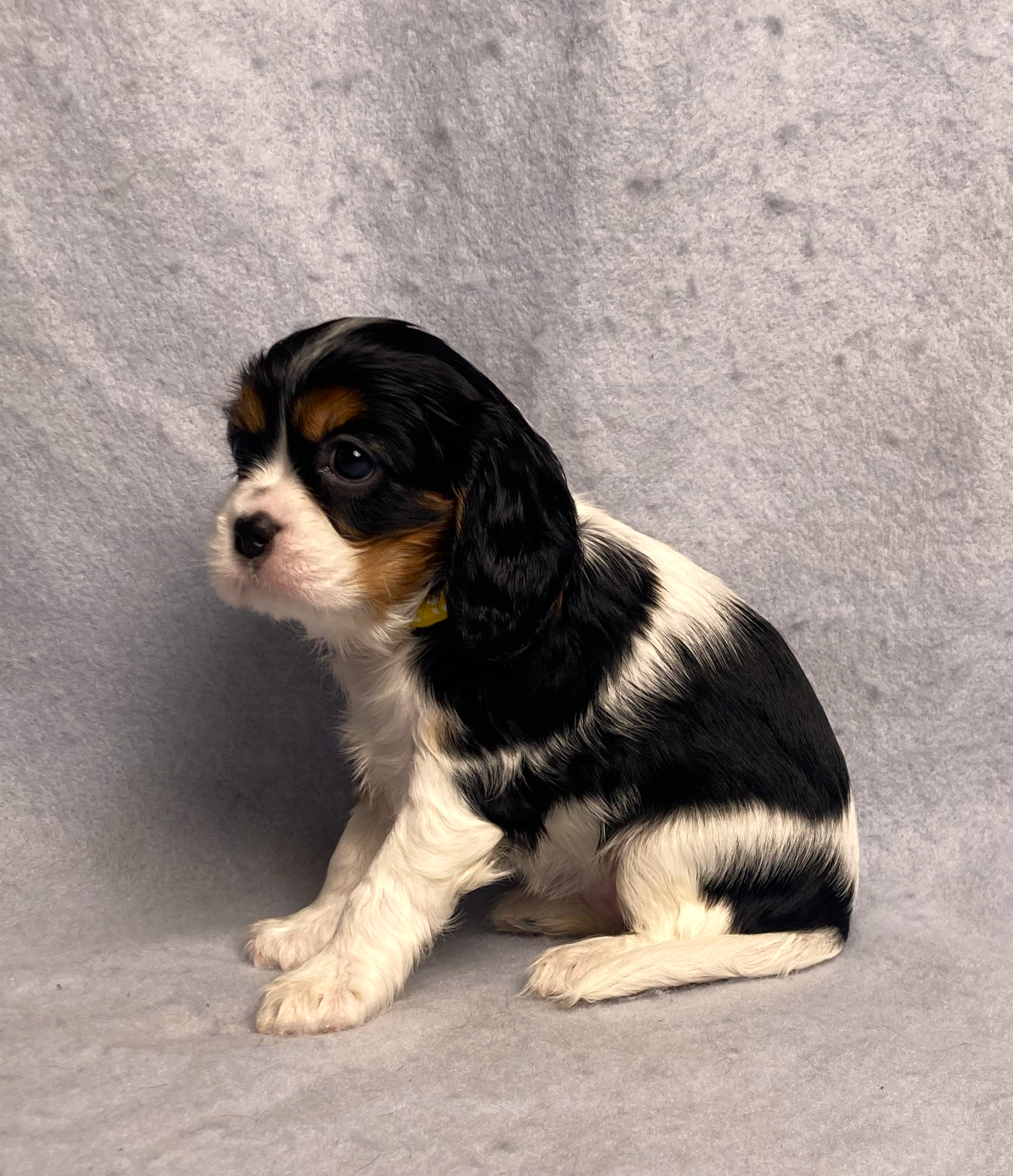 puppy, for, sale, Cavalier King Charles Spaniel,   Little Stream Estates LLC, dog, breeder, Lititz, PA, dog-breeder, puppy-for-sale, forsale, nearby, find, puppyfind, locator, puppylocator, aca