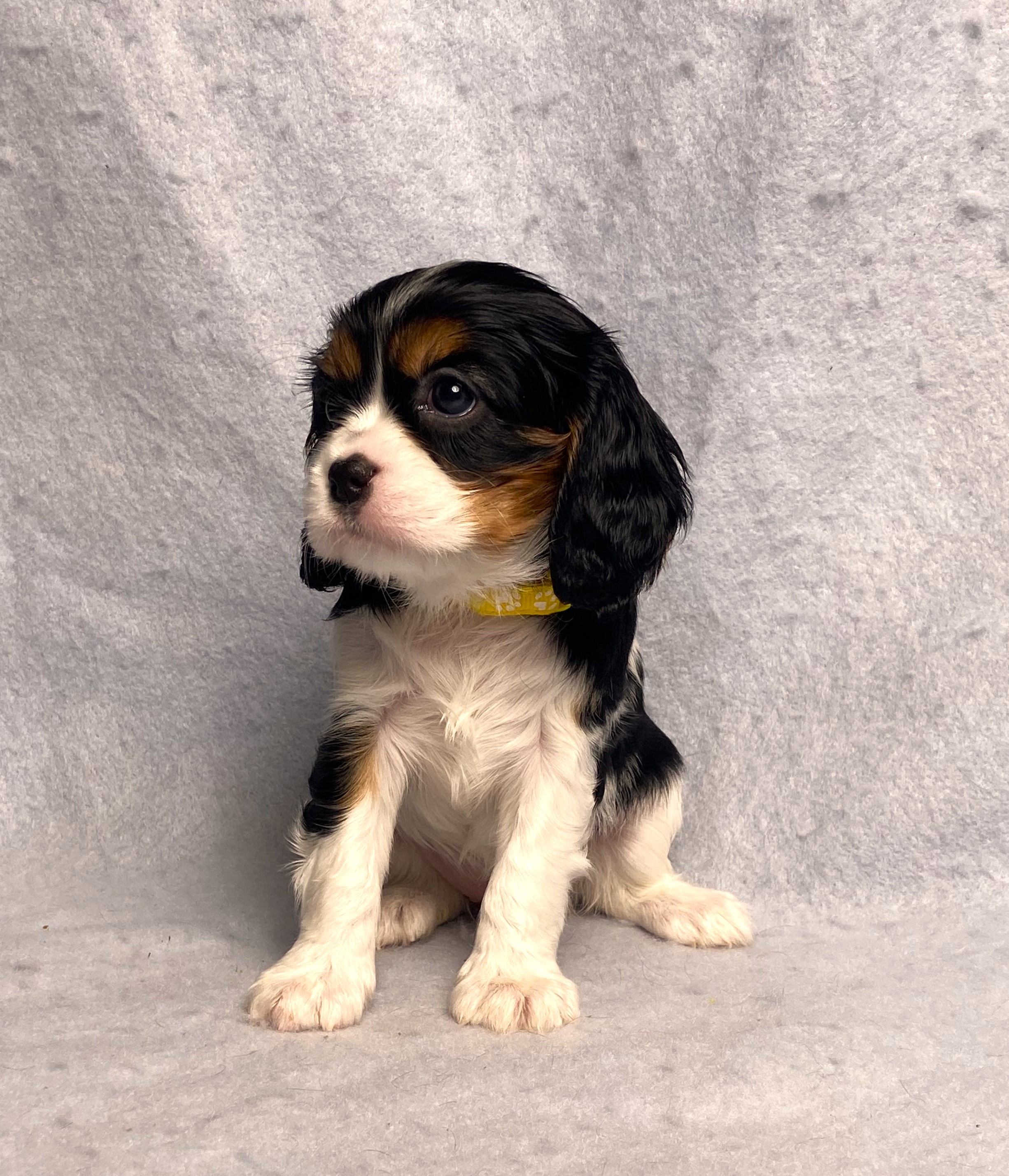 puppy, for, sale, Cavalier King Charles Spaniel,   Little Stream Estates LLC, dog, breeder, Lititz, PA, dog-breeder, puppy-for-sale, forsale, nearby, find, puppyfind, locator, puppylocator, aca