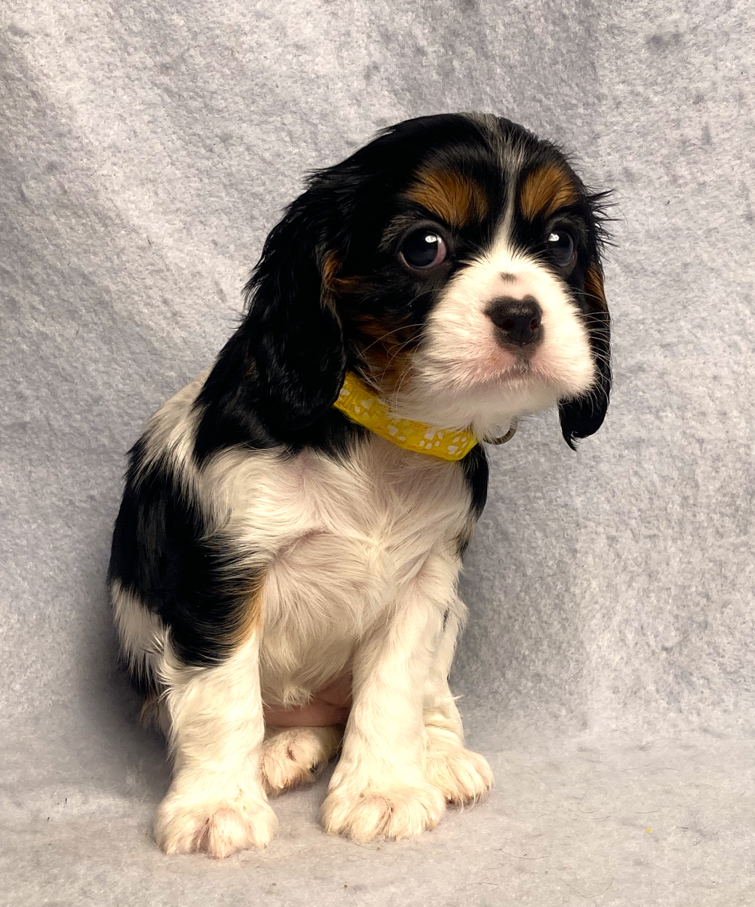 puppy, for, sale, Cavalier King Charles Spaniel,   Little Stream Estates LLC, dog, breeder, Lititz, PA, dog-breeder, puppy-for-sale, forsale, nearby, find, puppyfind, locator, puppylocator, aca