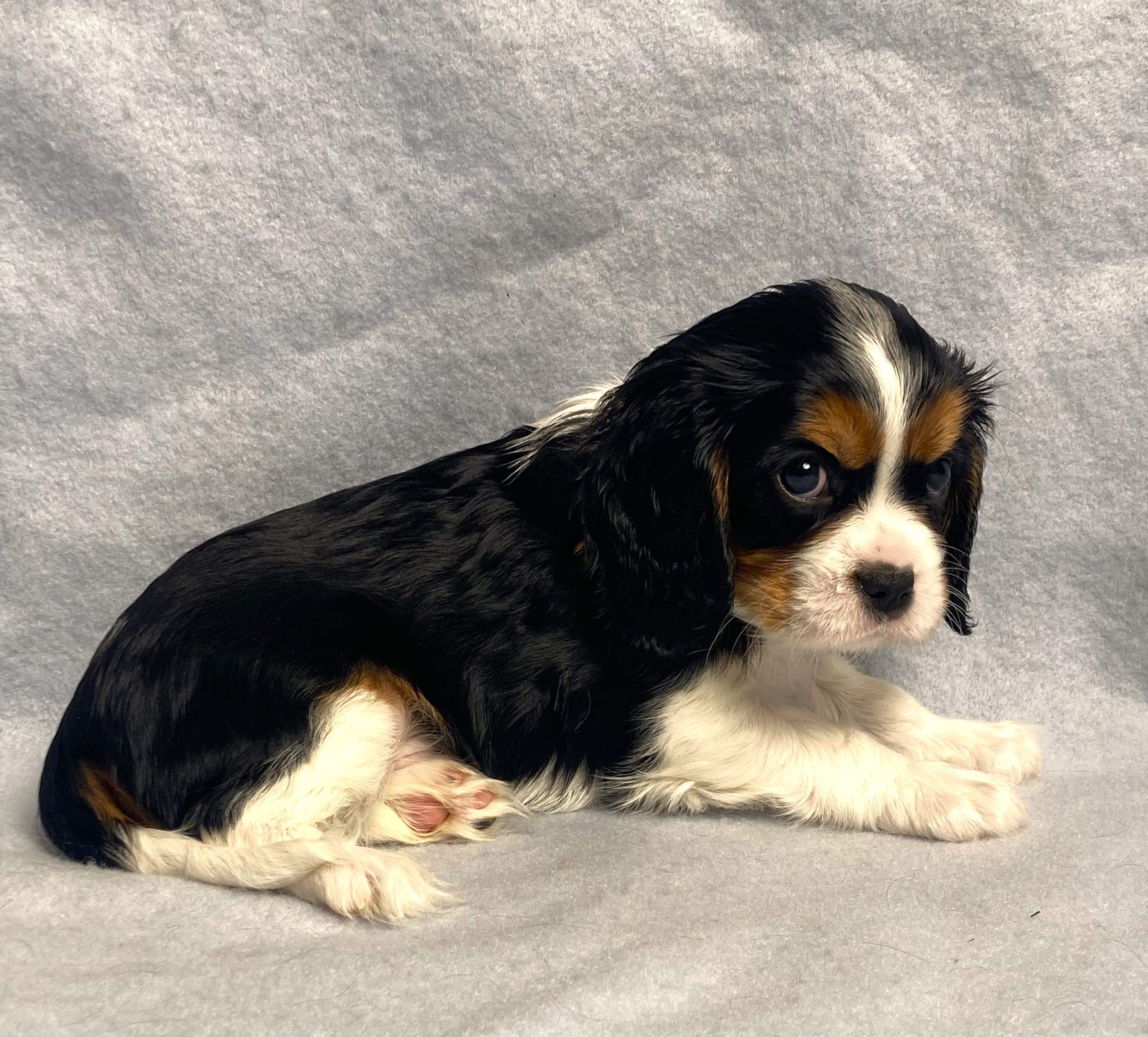 puppy, for, sale, Cavalier King Charles Spaniel,   Little Stream Estates LLC, dog, breeder, Lititz, PA, dog-breeder, puppy-for-sale, forsale, nearby, find, puppyfind, locator, puppylocator, aca