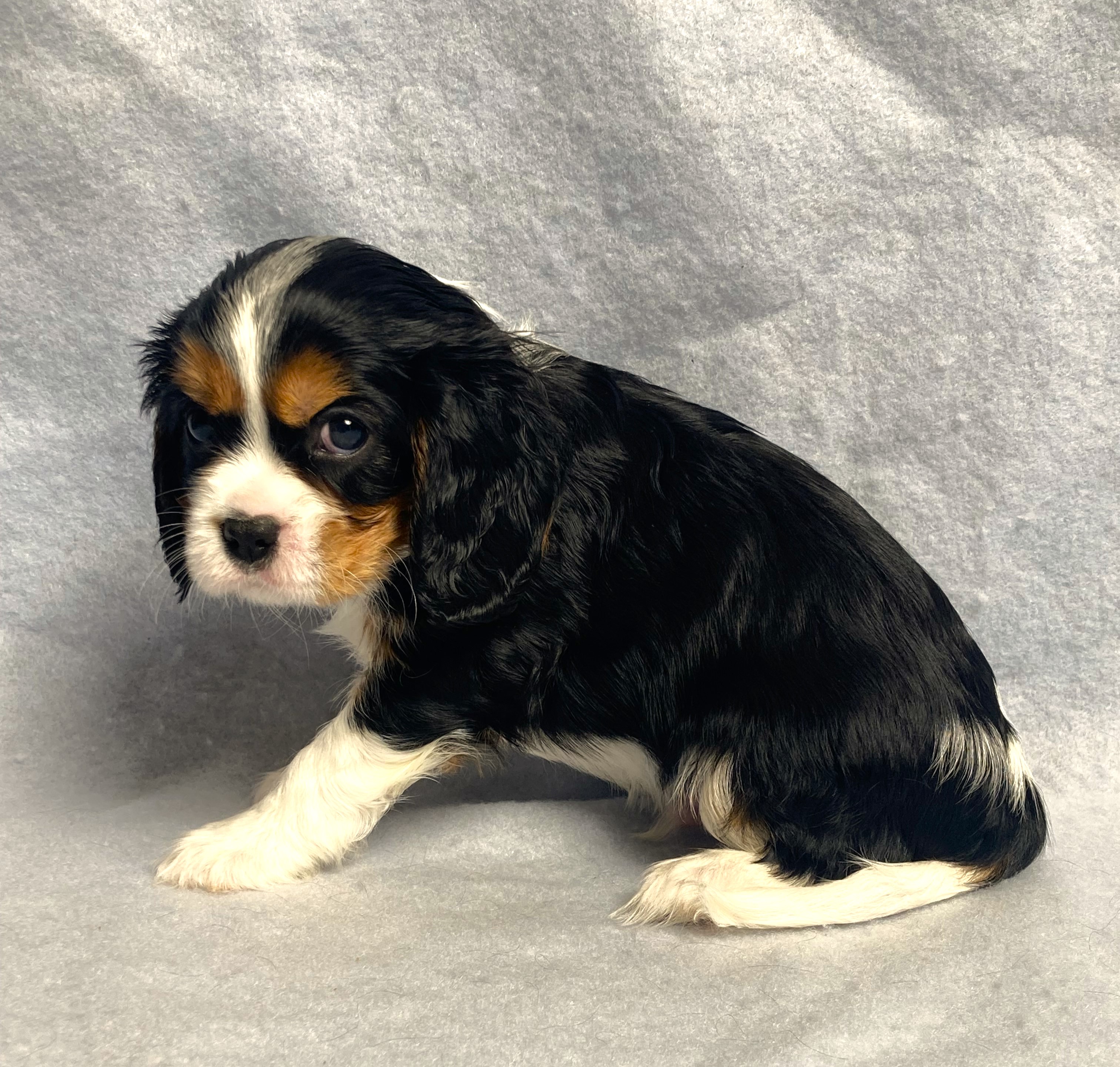 puppy, for, sale, Cavalier King Charles Spaniel,   Little Stream Estates LLC, dog, breeder, Lititz, PA, dog-breeder, puppy-for-sale, forsale, nearby, find, puppyfind, locator, puppylocator, aca