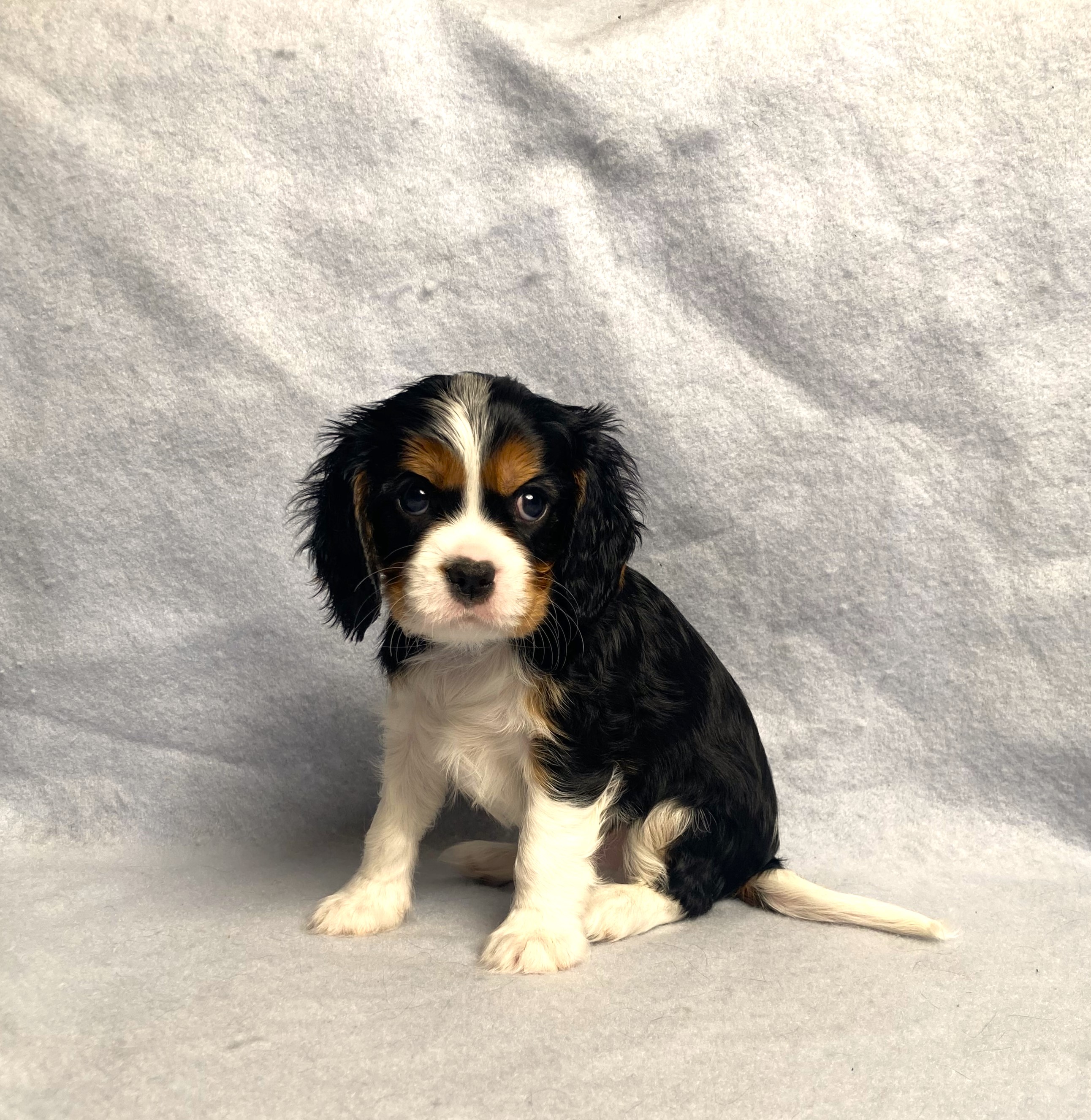 puppy, for, sale, Cavalier King Charles Spaniel,   Little Stream Estates LLC, dog, breeder, Lititz, PA, dog-breeder, puppy-for-sale, forsale, nearby, find, puppyfind, locator, puppylocator, aca