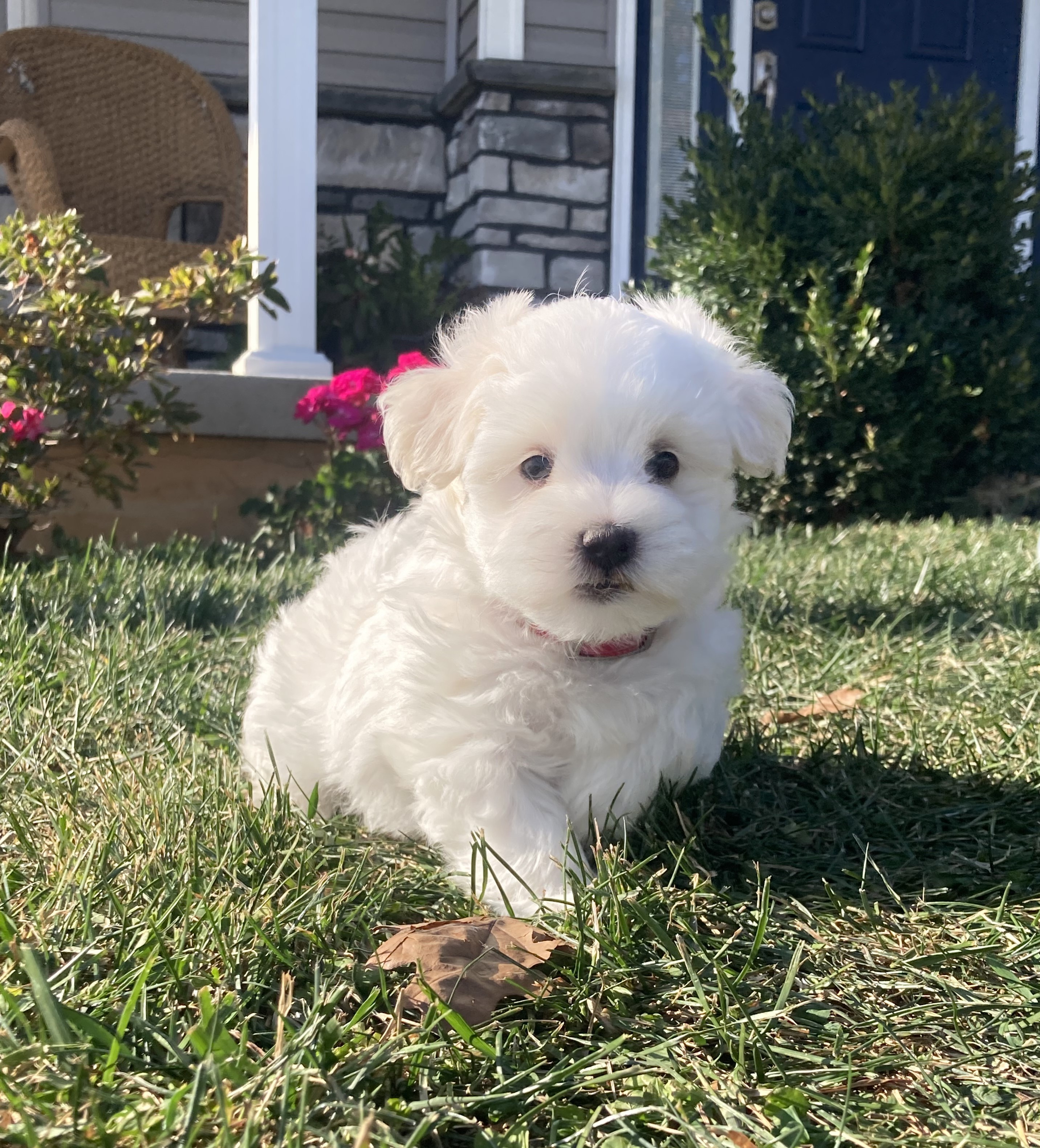 puppy, for, sale, Coton de Tulear,   Little Stream Estates LLC, dog, breeder, Lititz, PA, dog-breeder, puppy-for-sale, forsale, nearby, find, puppyfind, locator, puppylocator, aca