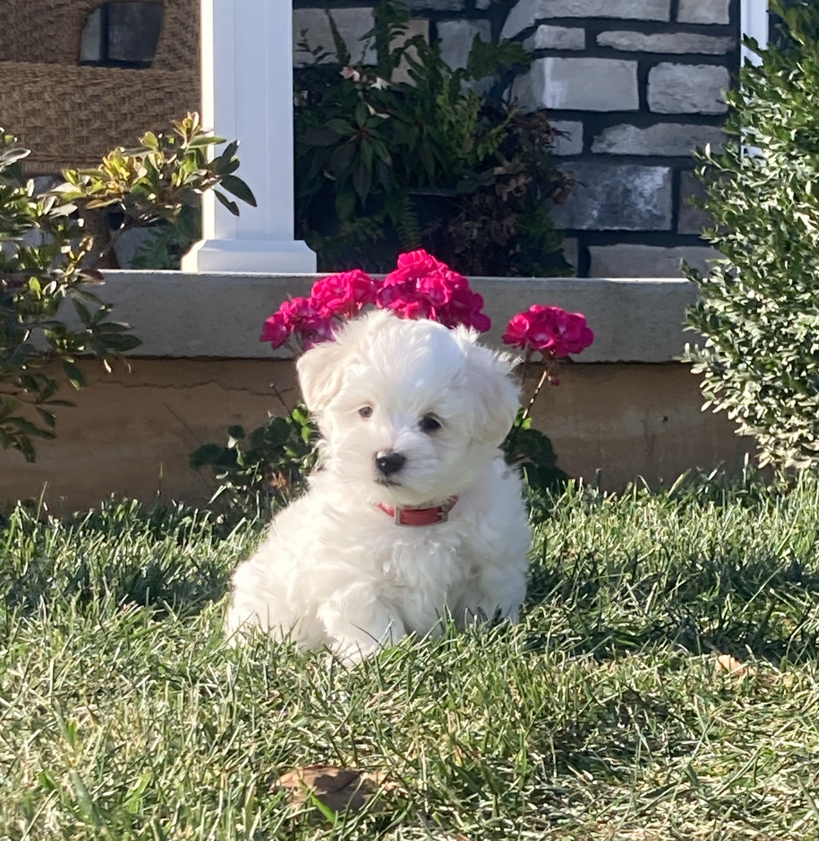 puppy, for, sale, Coton de Tulear,   Little Stream Estates LLC, dog, breeder, Lititz, PA, dog-breeder, puppy-for-sale, forsale, nearby, find, puppyfind, locator, puppylocator, aca