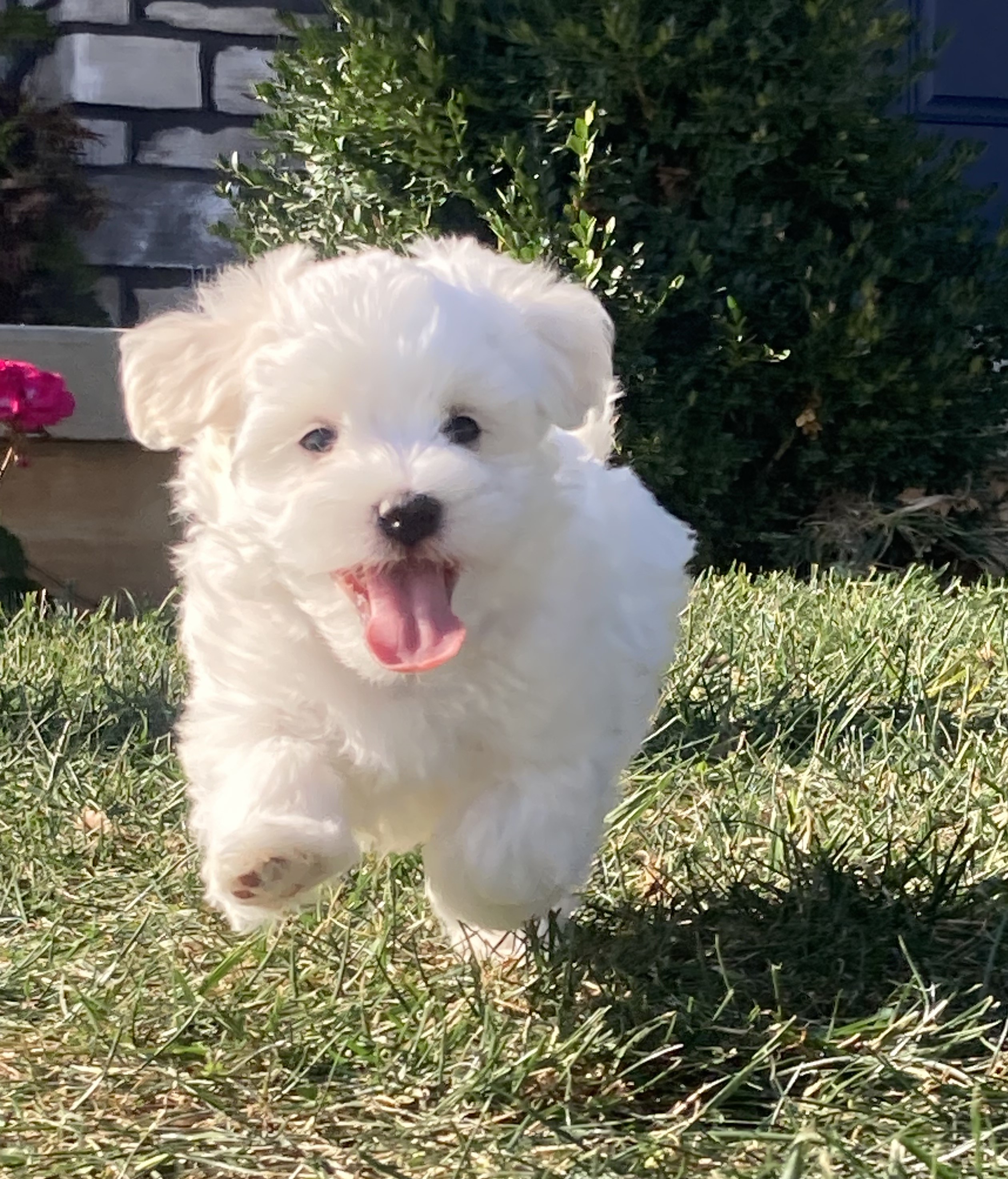 puppy, for, sale, Coton de Tulear,   Little Stream Estates LLC, dog, breeder, Lititz, PA, dog-breeder, puppy-for-sale, forsale, nearby, find, puppyfind, locator, puppylocator, aca