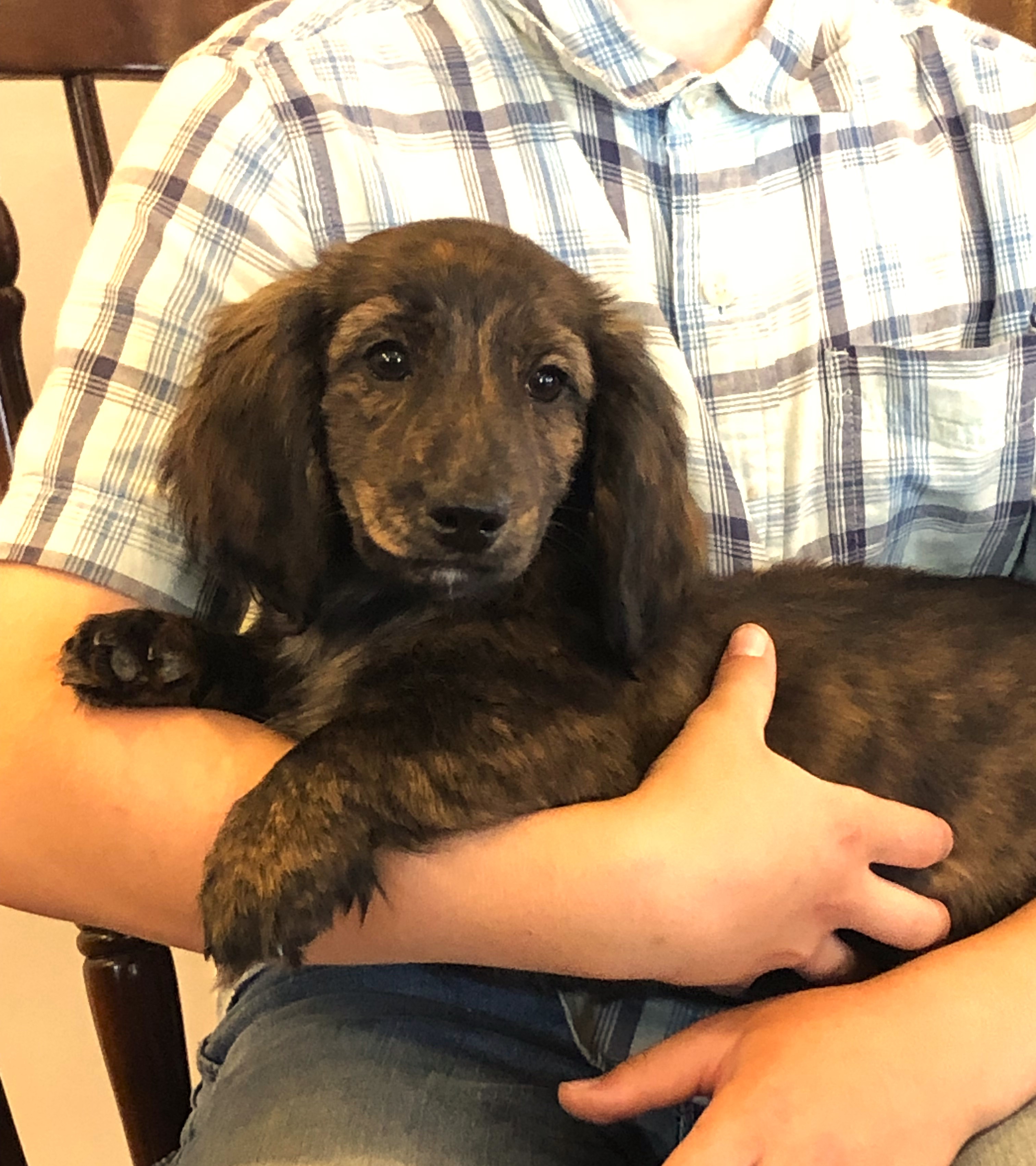 puppy, for, sale, Dachshund,   Little Stream Estates LLC, dog, breeder, Lititz, PA, dog-breeder, puppy-for-sale, forsale, nearby, find, puppyfind, locator, puppylocator, aca