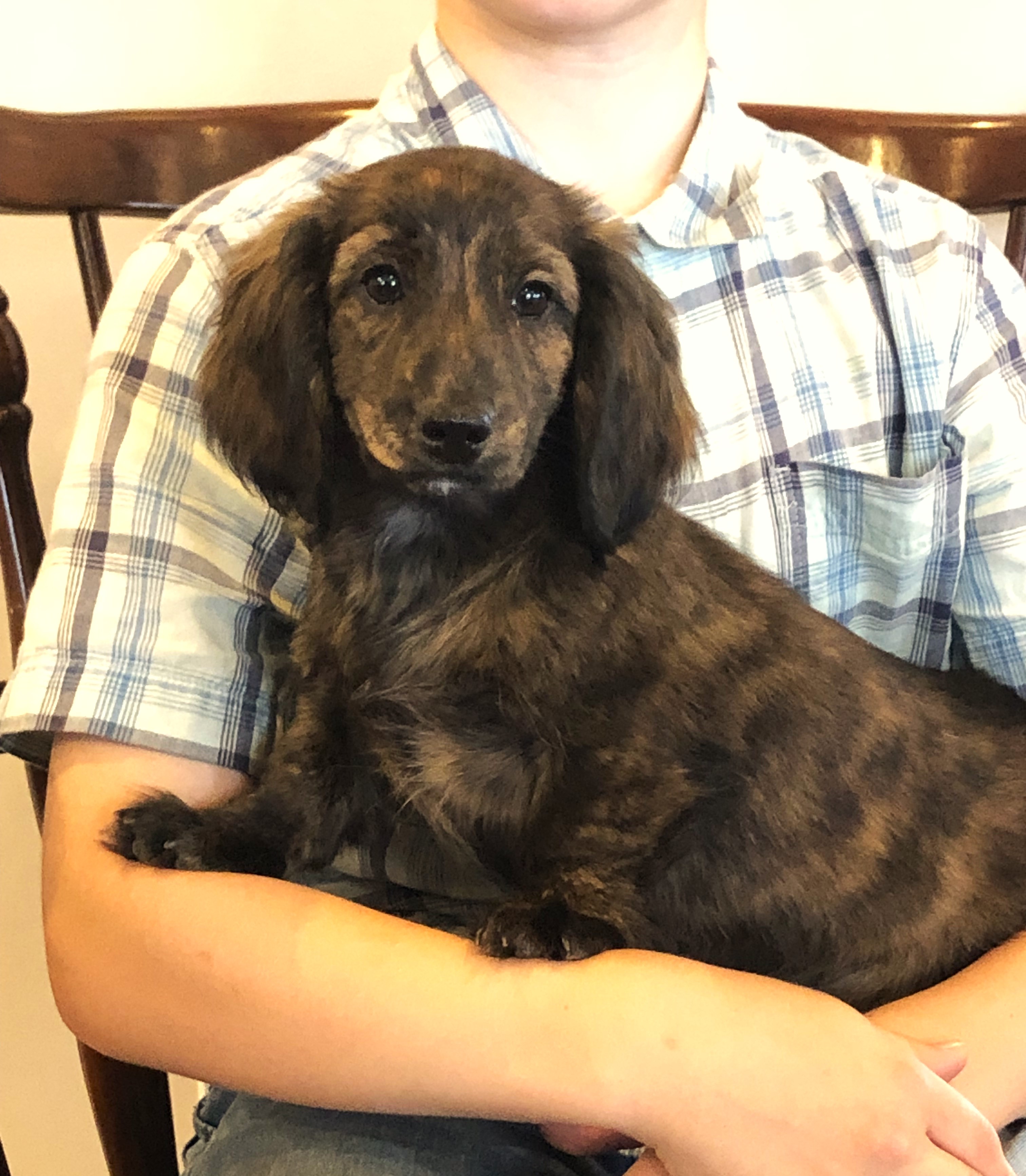 puppy, for, sale, Dachshund,   Little Stream Estates LLC, dog, breeder, Lititz, PA, dog-breeder, puppy-for-sale, forsale, nearby, find, puppyfind, locator, puppylocator, aca