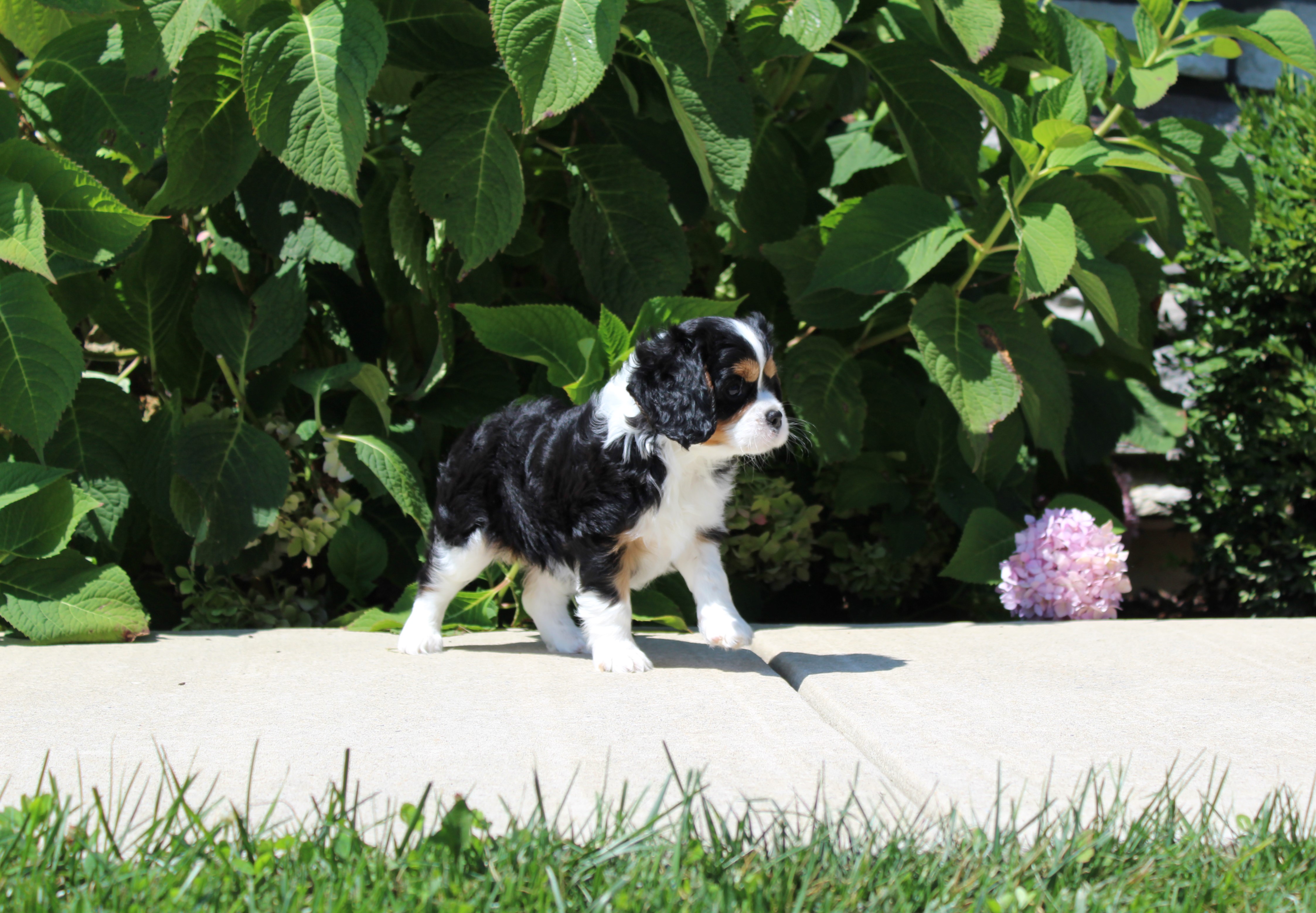 puppy, for, sale, Cavalier King Charles Spaniel,   Little Stream Estates LLC, dog, breeder, Lititz, PA, dog-breeder, puppy-for-sale, forsale, nearby, find, puppyfind, locator, puppylocator, aca