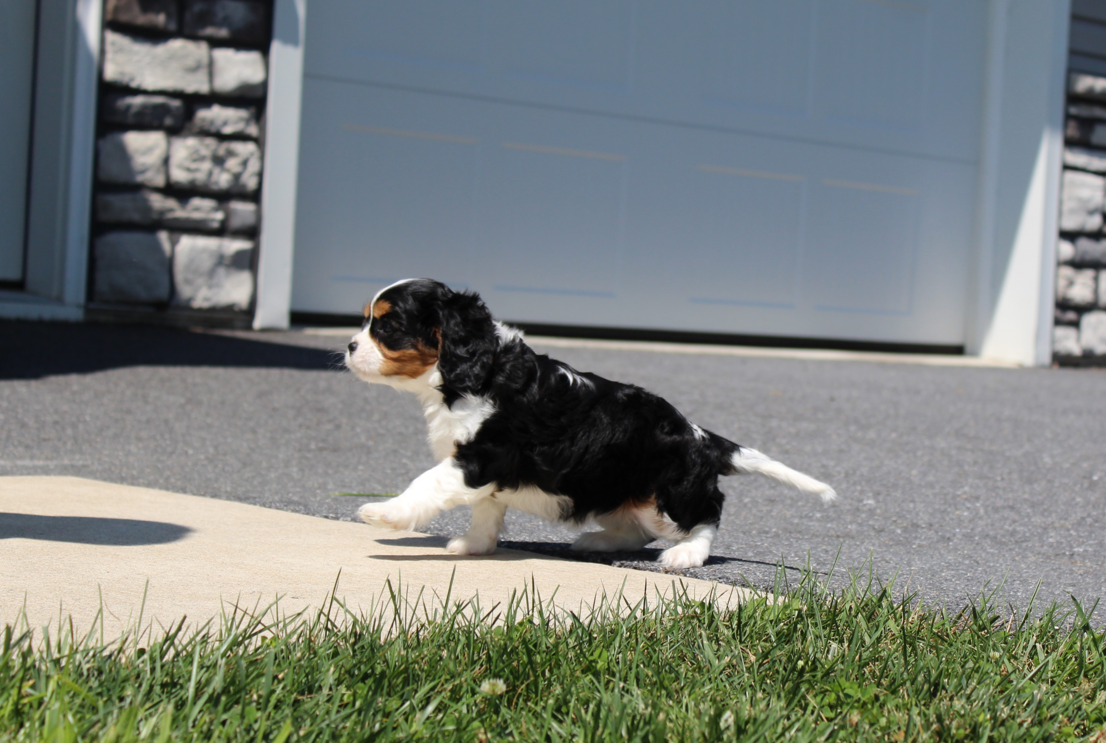 puppy, for, sale, Cavalier King Charles Spaniel,   Little Stream Estates LLC, dog, breeder, Lititz, PA, dog-breeder, puppy-for-sale, forsale, nearby, find, puppyfind, locator, puppylocator, aca