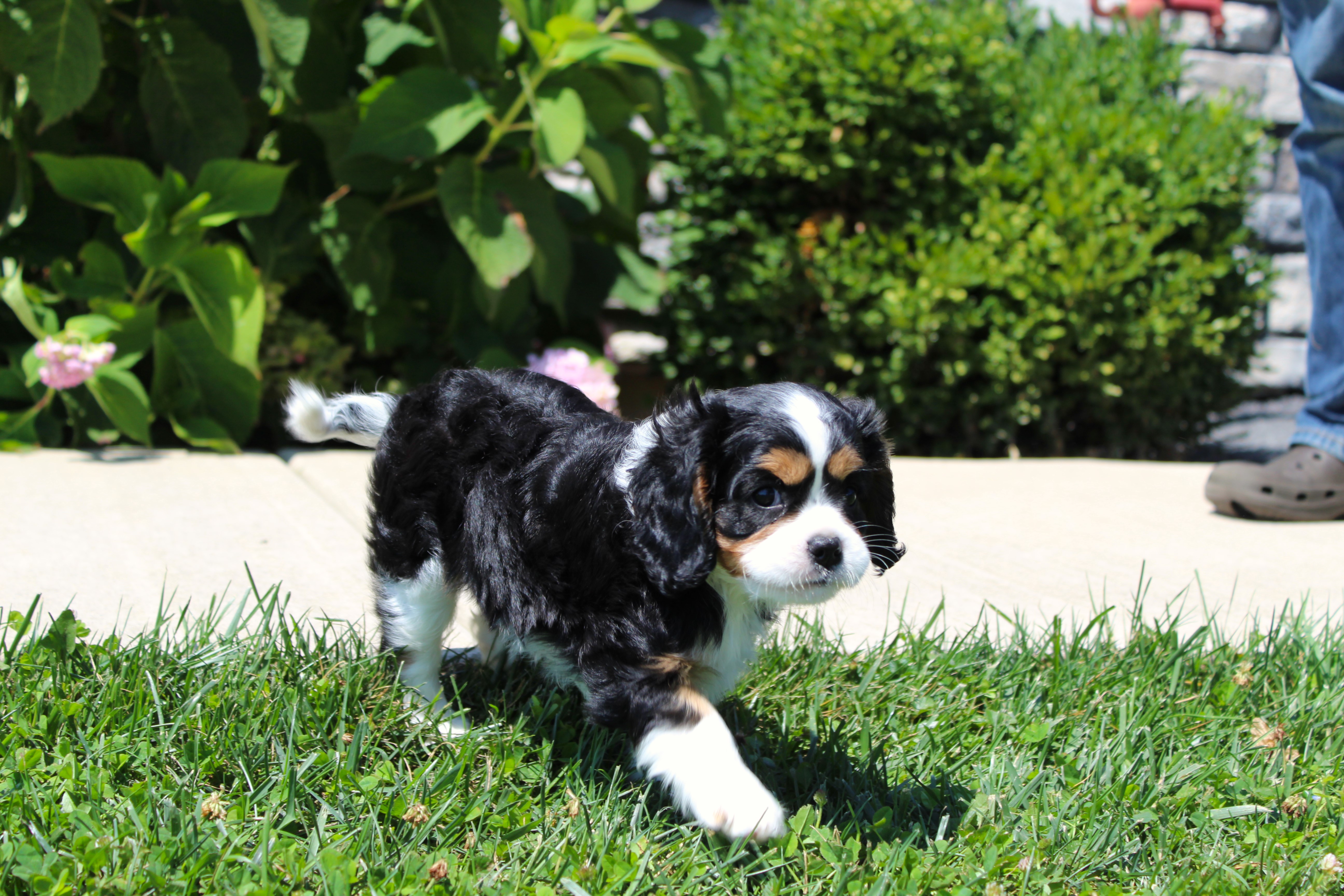 puppy, for, sale, Cavalier King Charles Spaniel,   Little Stream Estates LLC, dog, breeder, Lititz, PA, dog-breeder, puppy-for-sale, forsale, nearby, find, puppyfind, locator, puppylocator, aca