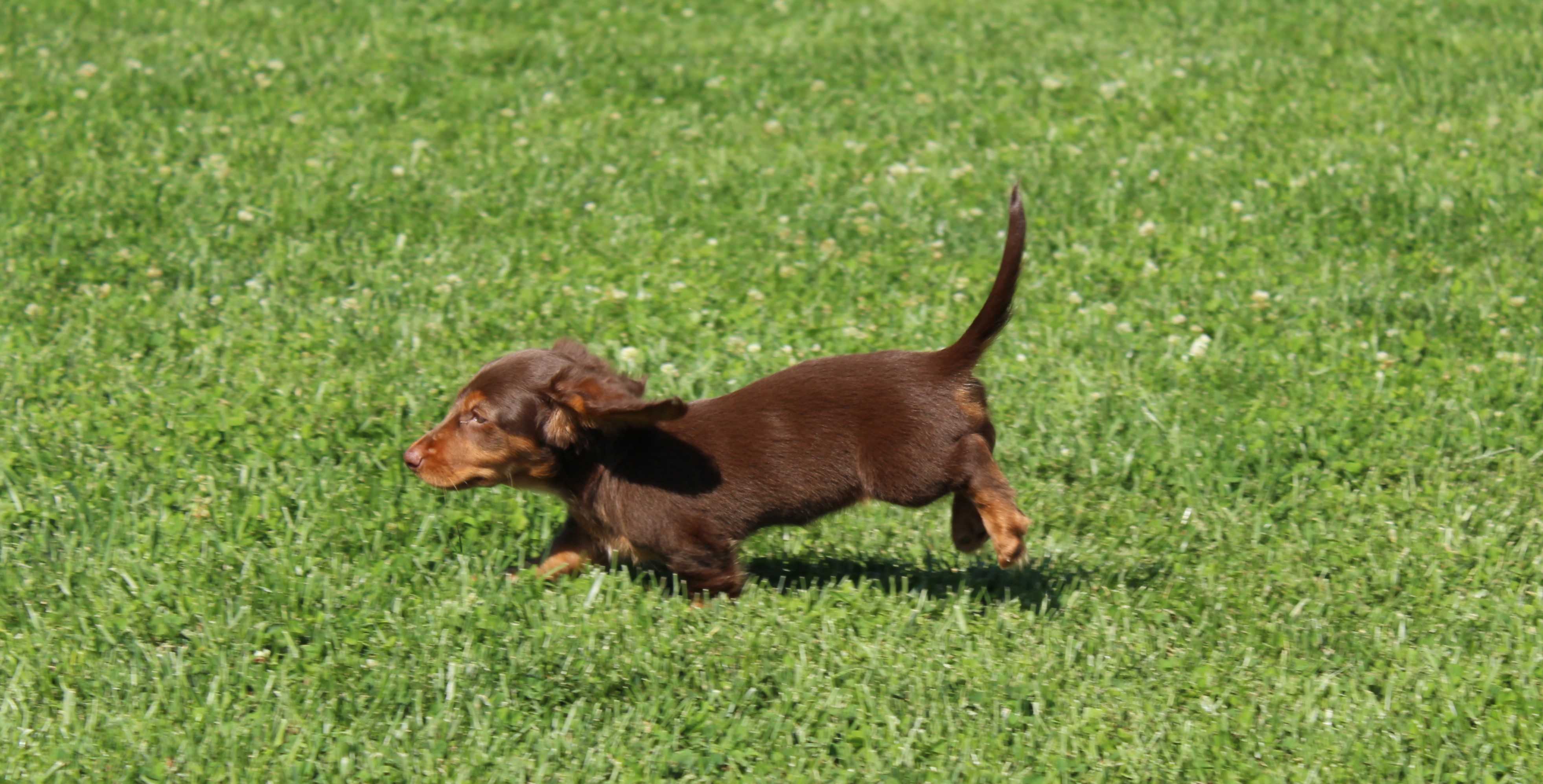 puppy, for, sale, Dachshund,   Little Stream Estates LLC, dog, breeder, Lititz, PA, dog-breeder, puppy-for-sale, forsale, nearby, find, puppyfind, locator, puppylocator, aca