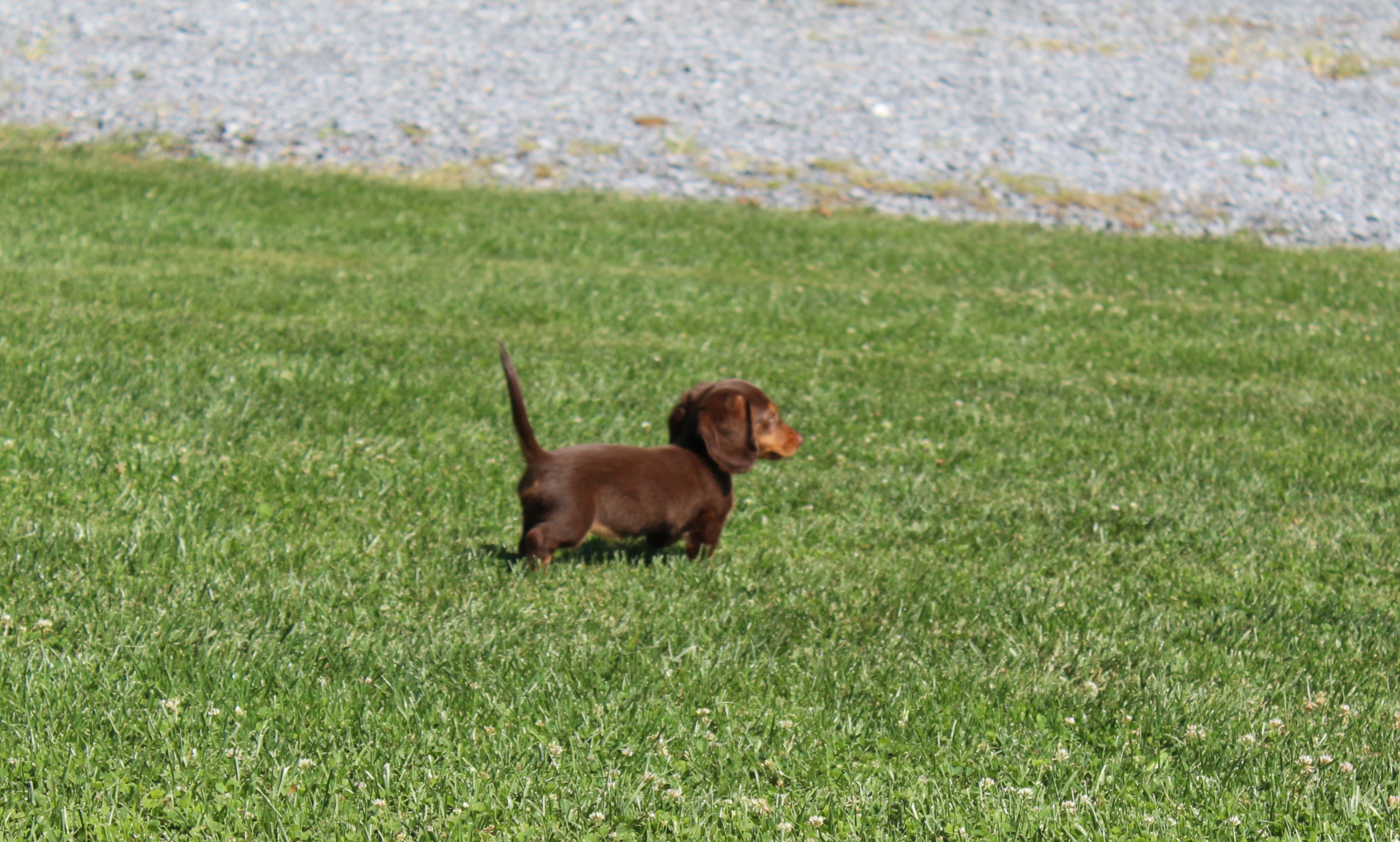 puppy, for, sale, Dachshund,   Little Stream Estates LLC, dog, breeder, Lititz, PA, dog-breeder, puppy-for-sale, forsale, nearby, find, puppyfind, locator, puppylocator, aca