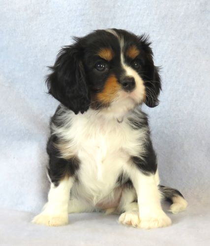 puppy, for, sale, Cavalier King Charles Spaniel,   Little Stream Estates LLC, dog, breeder, Lititz, PA, dog-breeder, puppy-for-sale, forsale, nearby, find, puppyfind, locator, puppylocator, aca