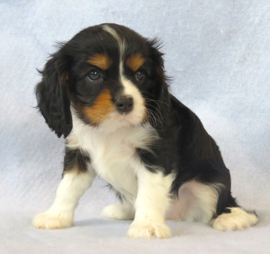 puppy, for, sale, Cavalier King Charles Spaniel,   Little Stream Estates LLC, dog, breeder, Lititz, PA, dog-breeder, puppy-for-sale, forsale, nearby, find, puppyfind, locator, puppylocator, aca